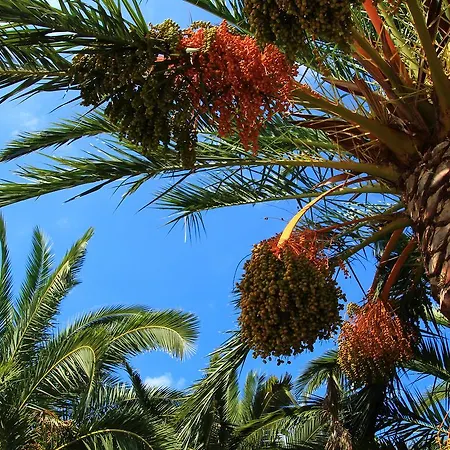 בית כפרי Rural Predio Son Serra