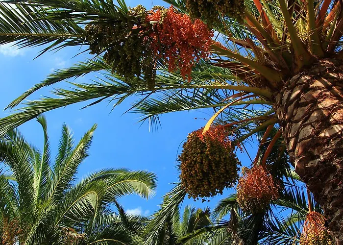 Літній будинок Rural Predio Son Serra